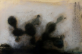 10_Nopal-2_2019_acrylique-et-pastel-sur-papier_26-x-40-po